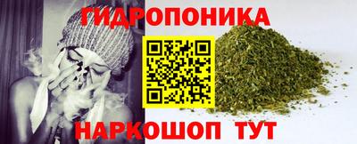 шишки Аргун
